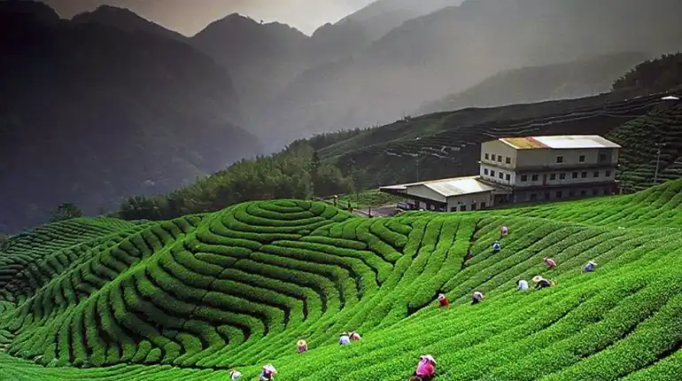 Lush green tea gardens
