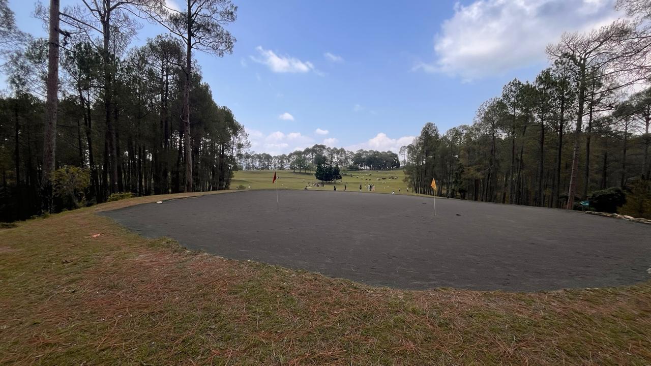Golf putting green surrounded by pines