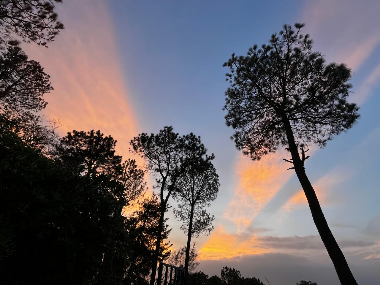 Pine silhouettes against colorful sunset sky